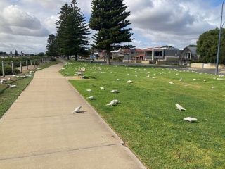 Lots of corellas live in Rockingham