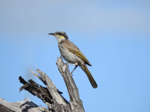 Singing Honeyeater at the Malleefowl trail