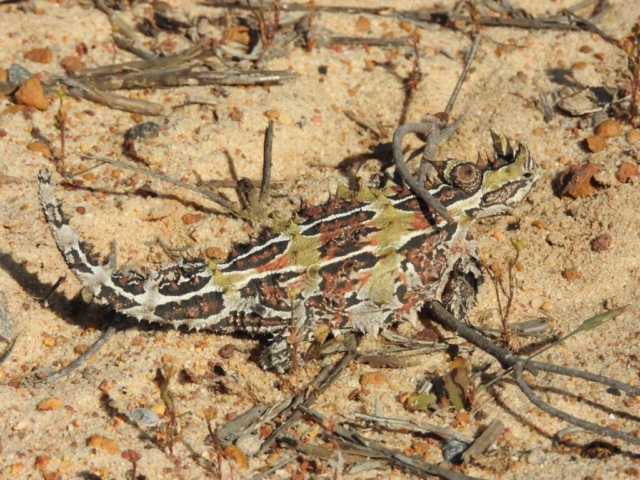 Thorny Devil