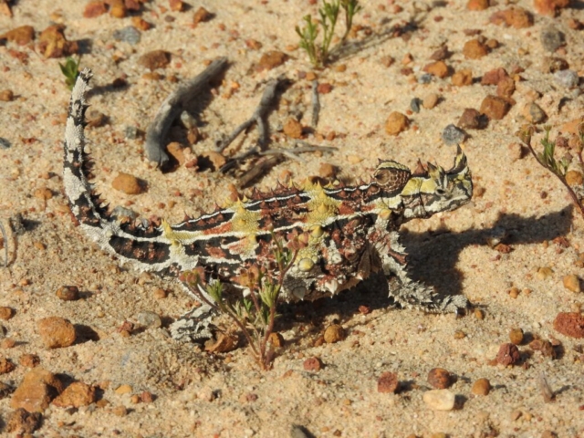 Another photo of the amazing Thorny Devil