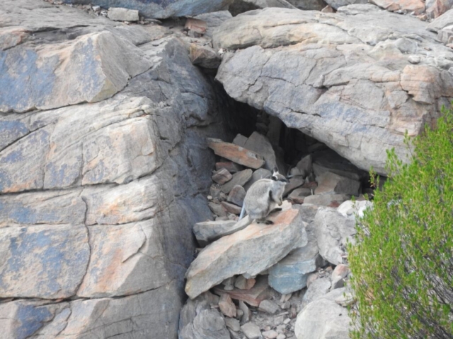 Black Flanked Rock Wallaby