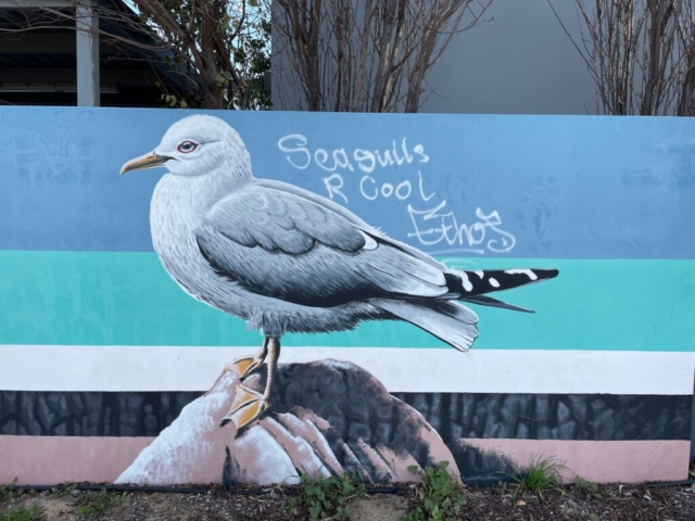 Seagull mural in Hamilton Hill