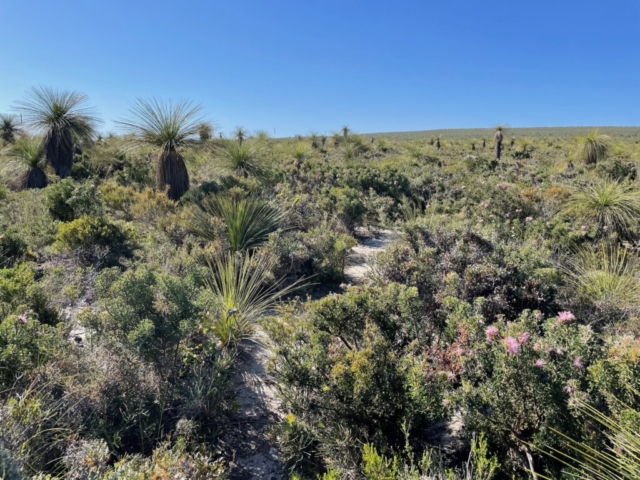 Wildflowers and grass trees in the park