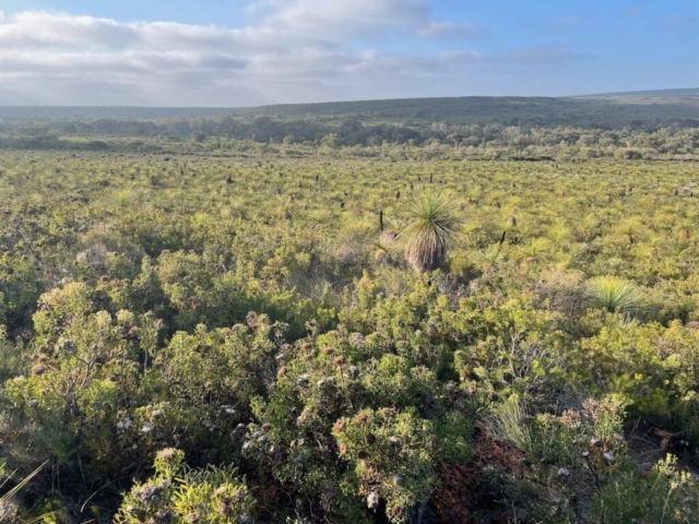 Grass trees in the bush in Lesueur National Park