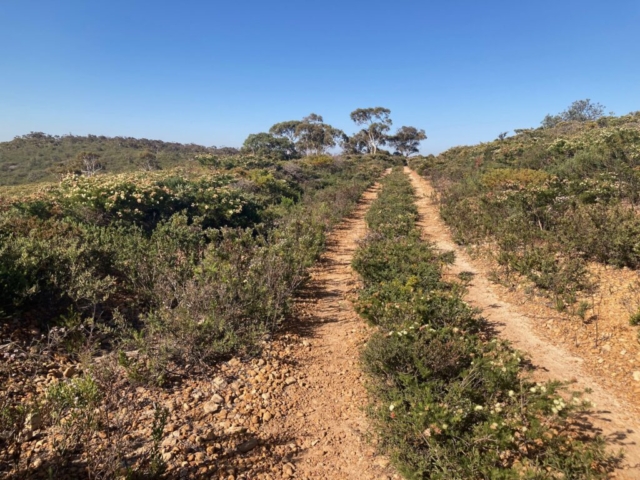 Track in Lesueur National Park