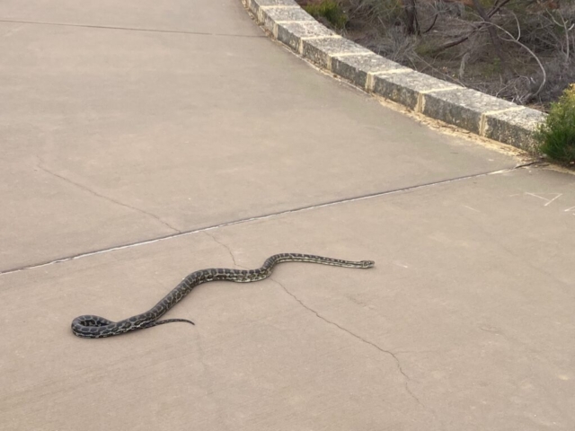 Carpet Python at The Pinnacles