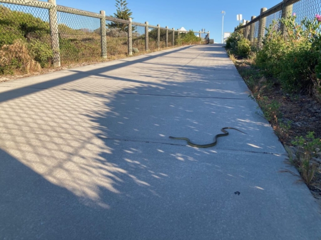 Sometimes snakes blocked the footpath