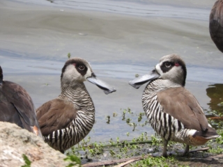 Two pink-eared ducks at Bibra Lake