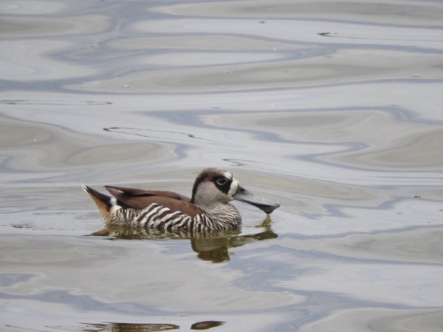 Pink-eared duck swimming at Bibra Lake