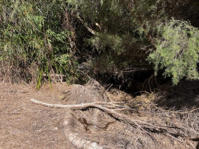 Snake basking in the sun by the trail