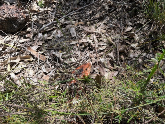 Bobtail hiding in the undergrowth