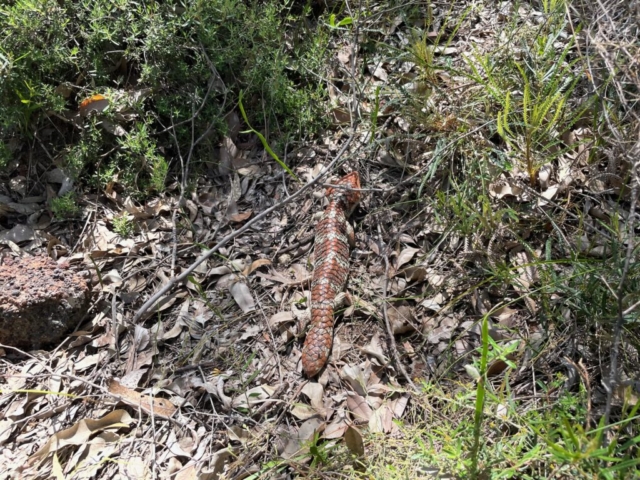 Full view of the Bobtail