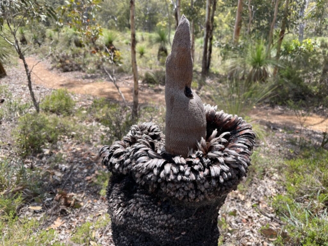 Close up of burnt grass tree