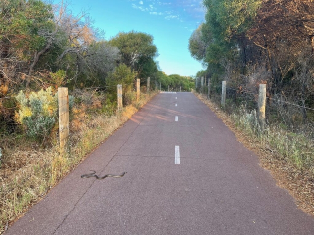 Snake on the path near Ocean Reef