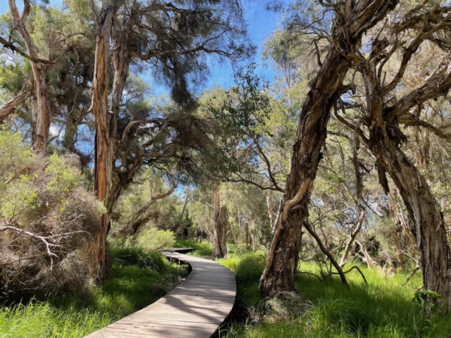 Boardwalk in Lake Joondaloop Reserve