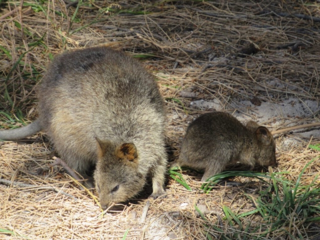 More quokka action