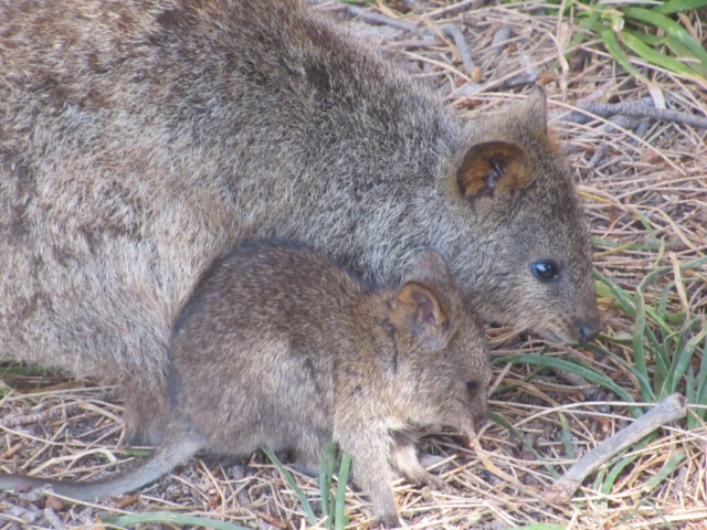 Quokka and baby