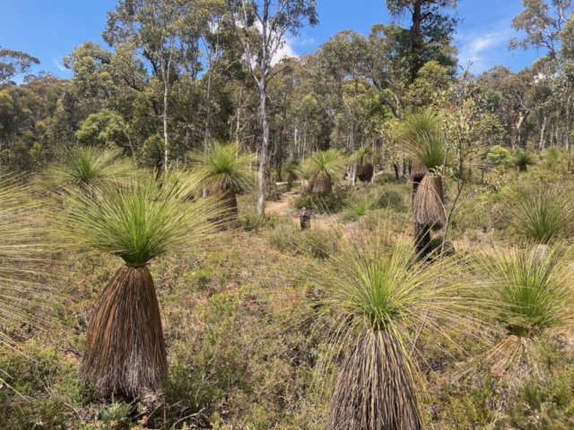 Grass trees in the National Park