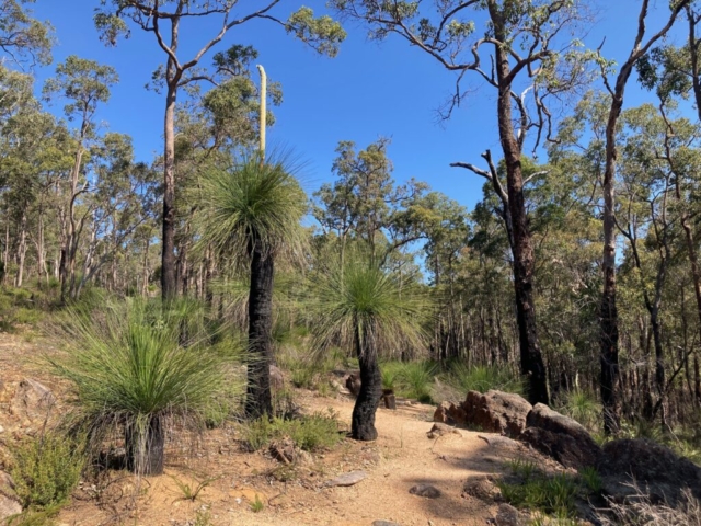 More grass trees