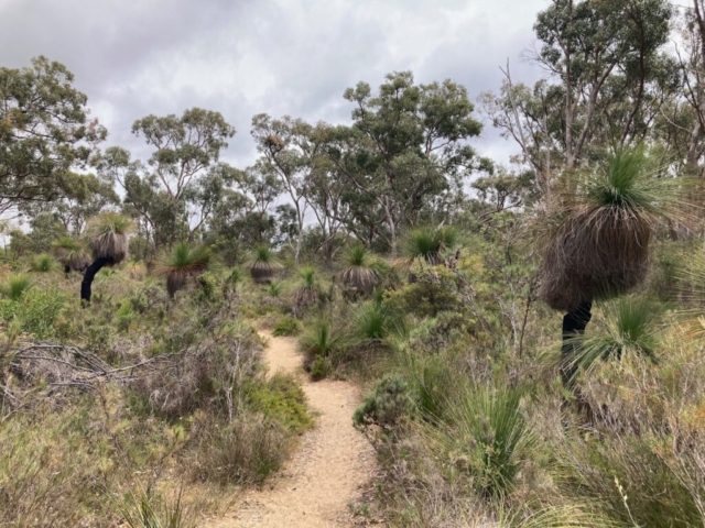 A trail in Yanchep National Park