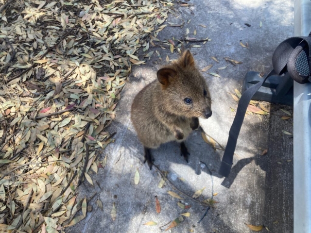 The quokkas are used to humans