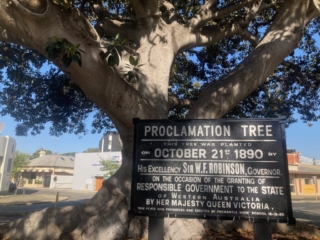 The Proclamation Tree - planted in 1890