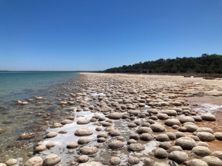 Thrombolites on Lake Clifton
