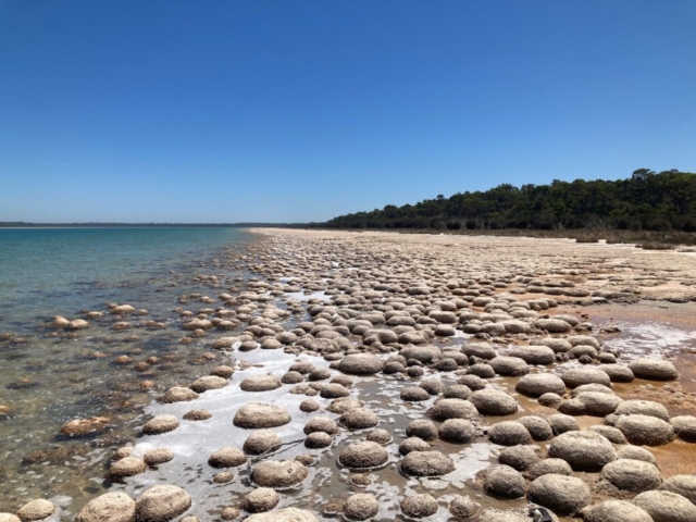 Thrombolites on Lake Clifton