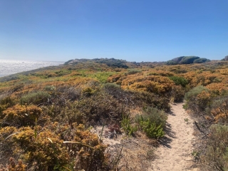 In the coastal dunes on the Cape to Cape Track