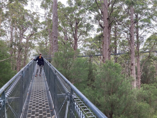 CC on the treetop walk