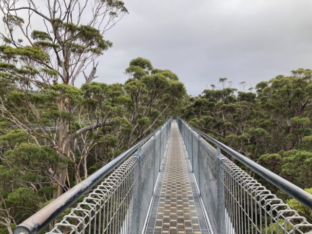 The treetop walk - nice and quiet...