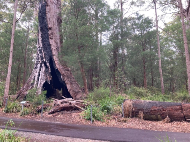 Another tree on the Ancient Empire walk