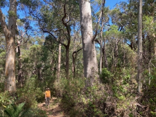 CC in the trees