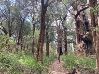 The trees are getting bigger