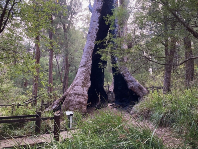 The Giant Tingle Tree