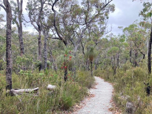 The bottom of the trail goes through forest and grass trees