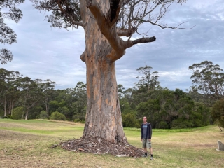 PB with a big tree