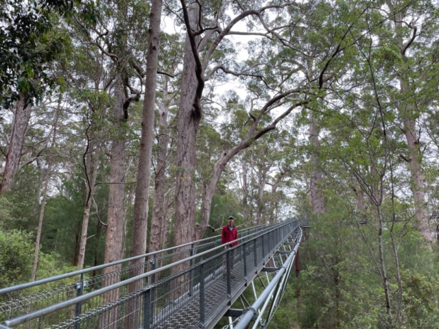 PB on the treetop walk