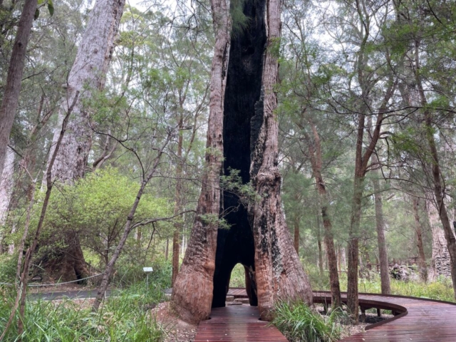 Tree on the Ancient Empire walk