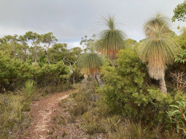 Grass trees in Mount Martin Botanic Reserve