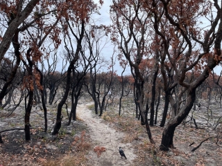 The trail that was closed through the bushfire area The trail that was closed through the bushfire area