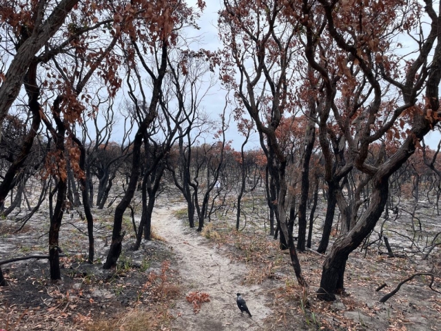 The trail that was closed through the bushfire area