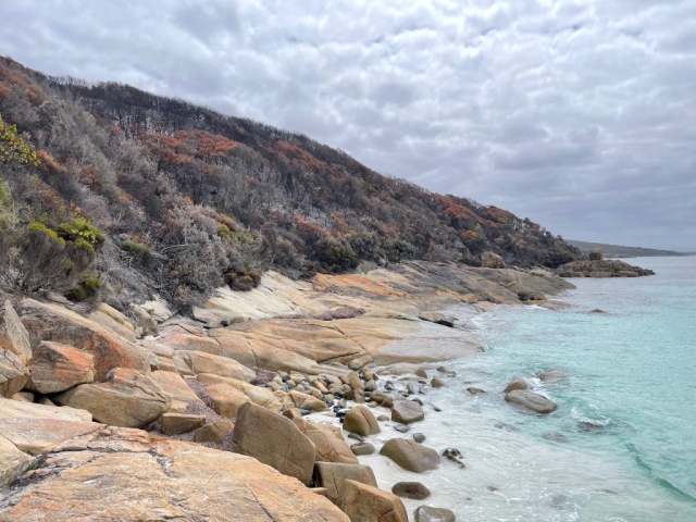 Looking down the coastline at the burnt trees