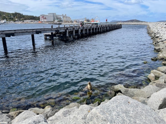 On our first afternoon in Albany we were greeted by a seal.