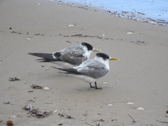 Greater crested terns