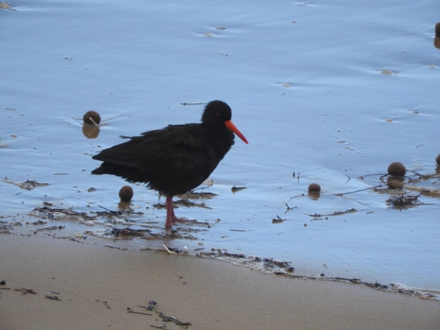 Sooty oystercatcher