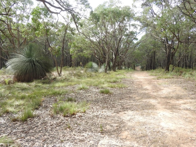 On the Forest Circuit Walk