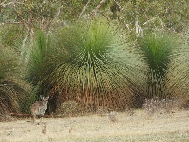 Kangaroo on the Goondooloo Ridge Walk