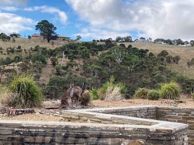 Kangaroos at Myponga Reservoir