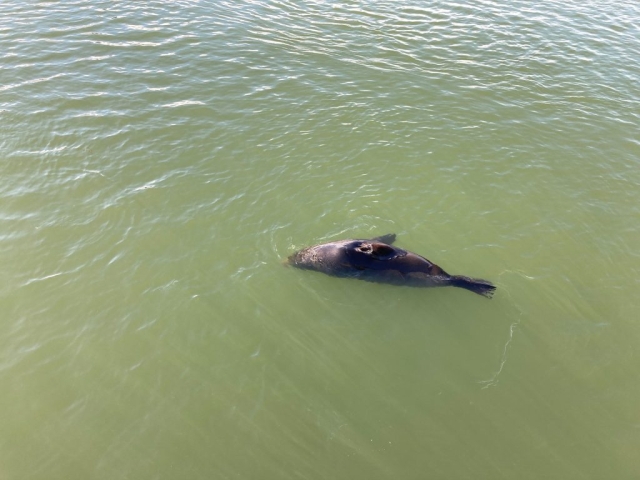 Seal at Goolwa Barrage